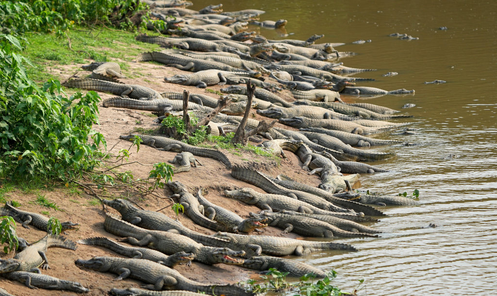 24-Caiman jacaré - Pantanal(t).JPG
