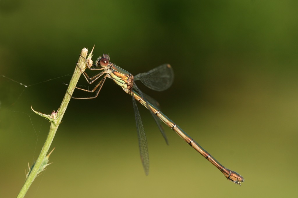 5 IMG_♀ AD 1.JPG