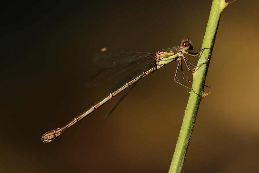 6 IMG_♀ AD 2.JPG