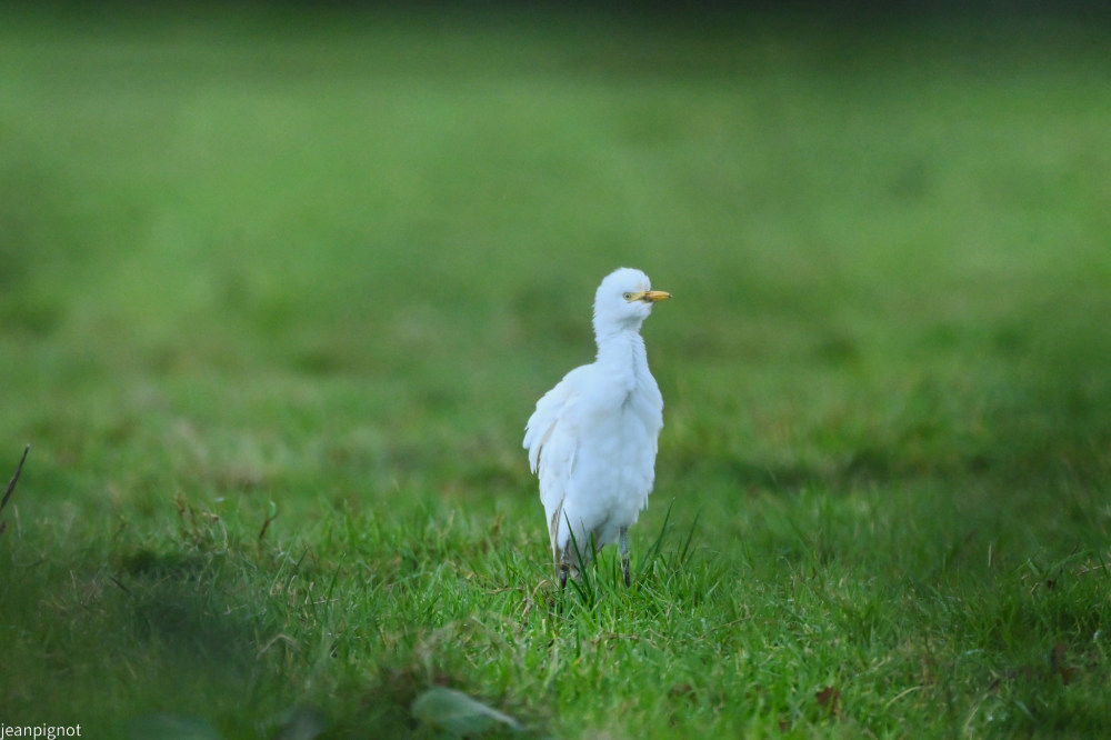 DSC_0675_001DSC_0675.JPG