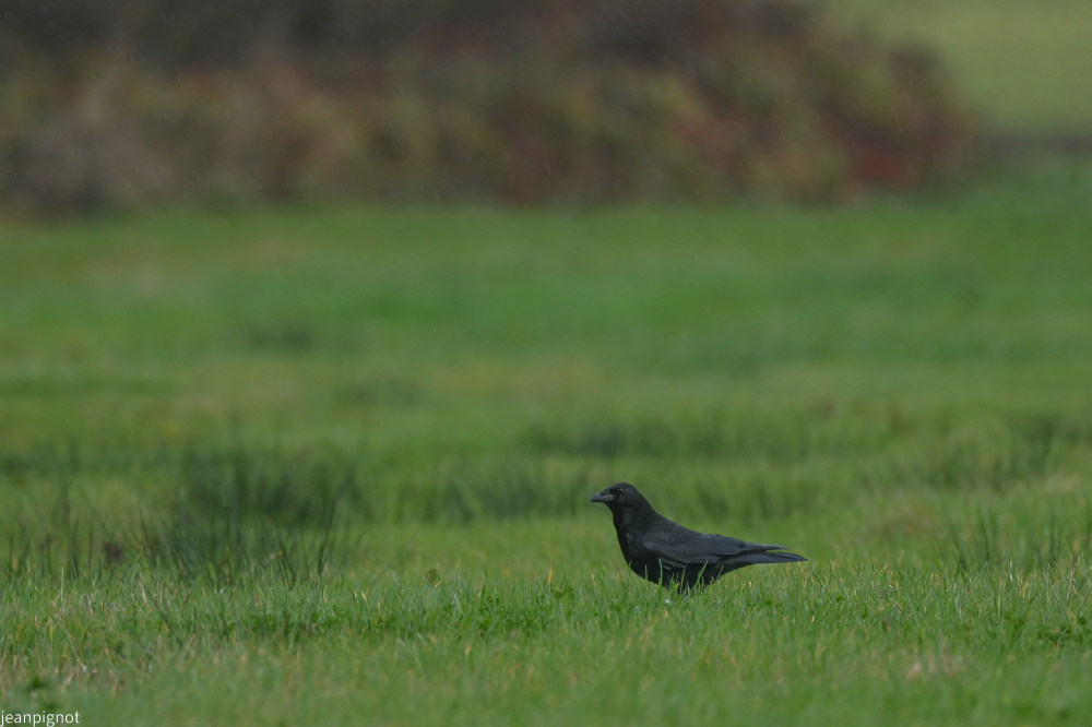DSC_1014_001DSC_1014.JPG