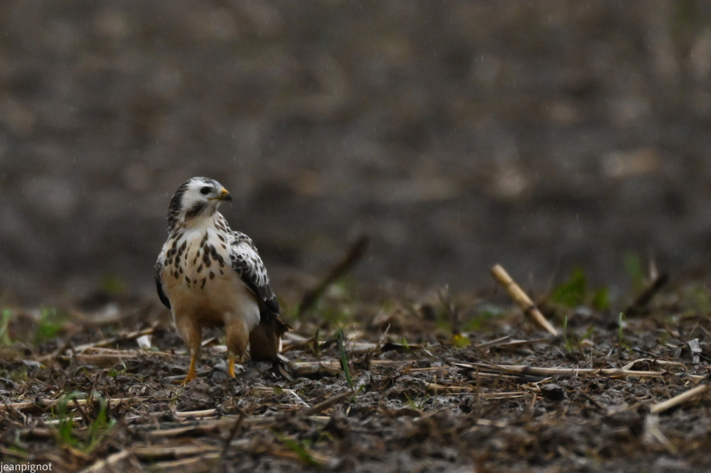 DSC_1163_001DSC_1163.JPG