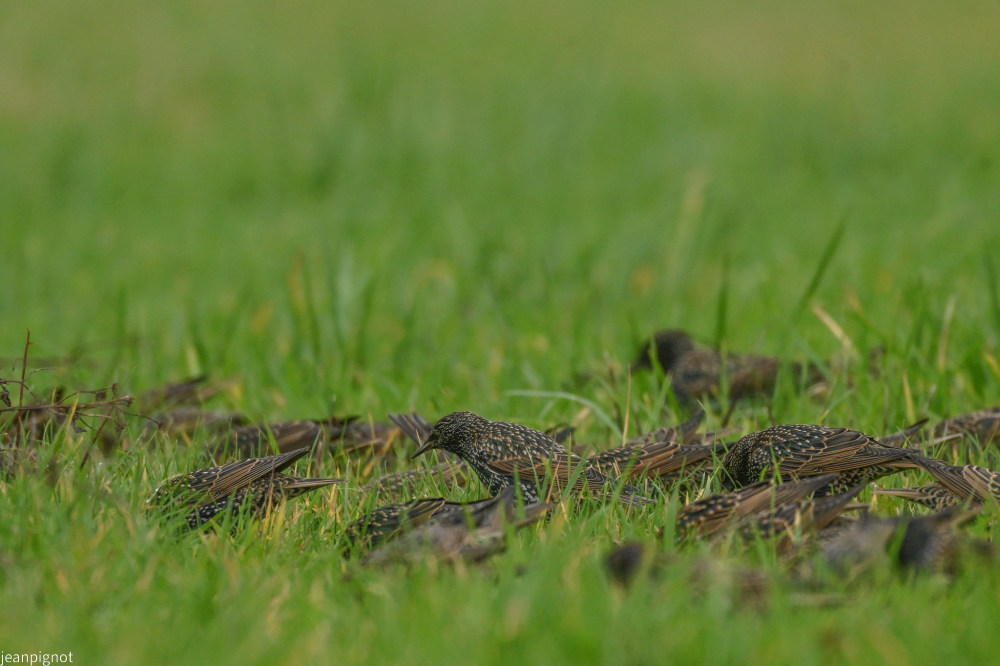 DSC_1476_001DSC_1476.JPG