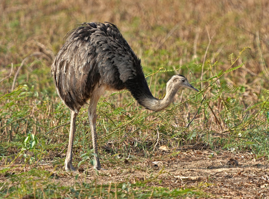 25Nandou d'Amérique - pantanal(t)-2.JPG