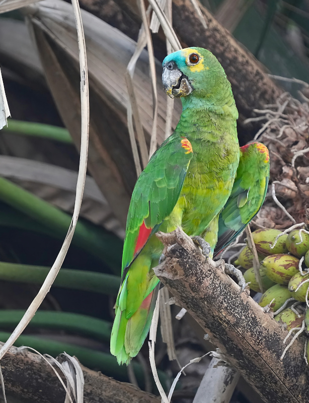 28Amazone à front bleu - Pantanal(t).JPG