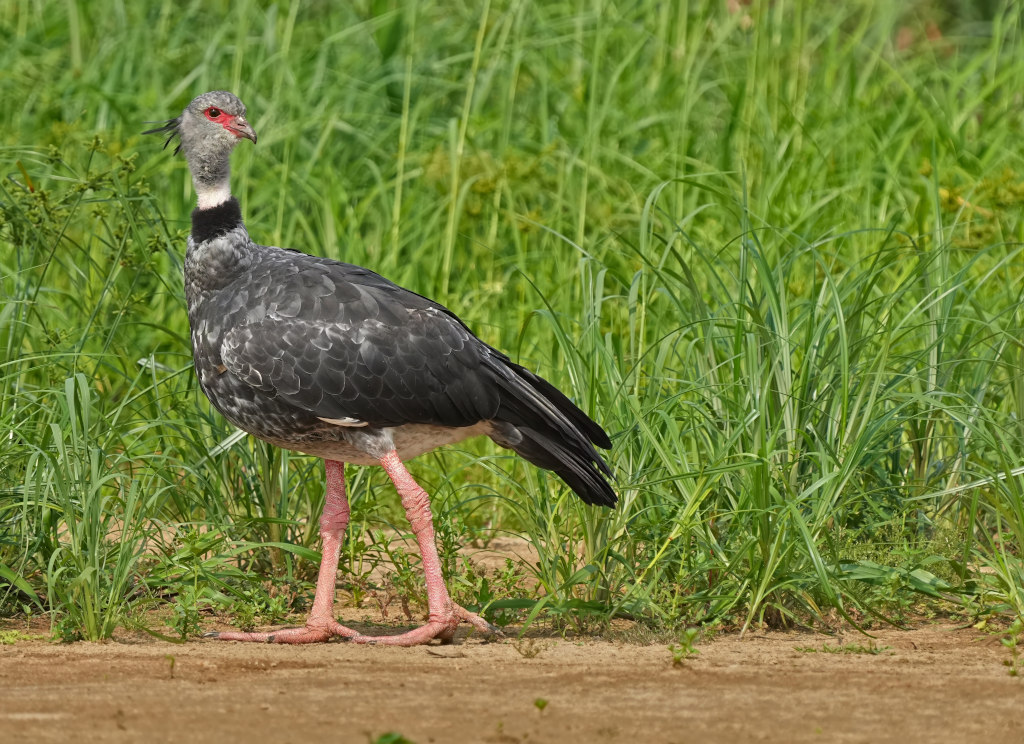 35Kamichi à collier _ pantanal(t).JPG