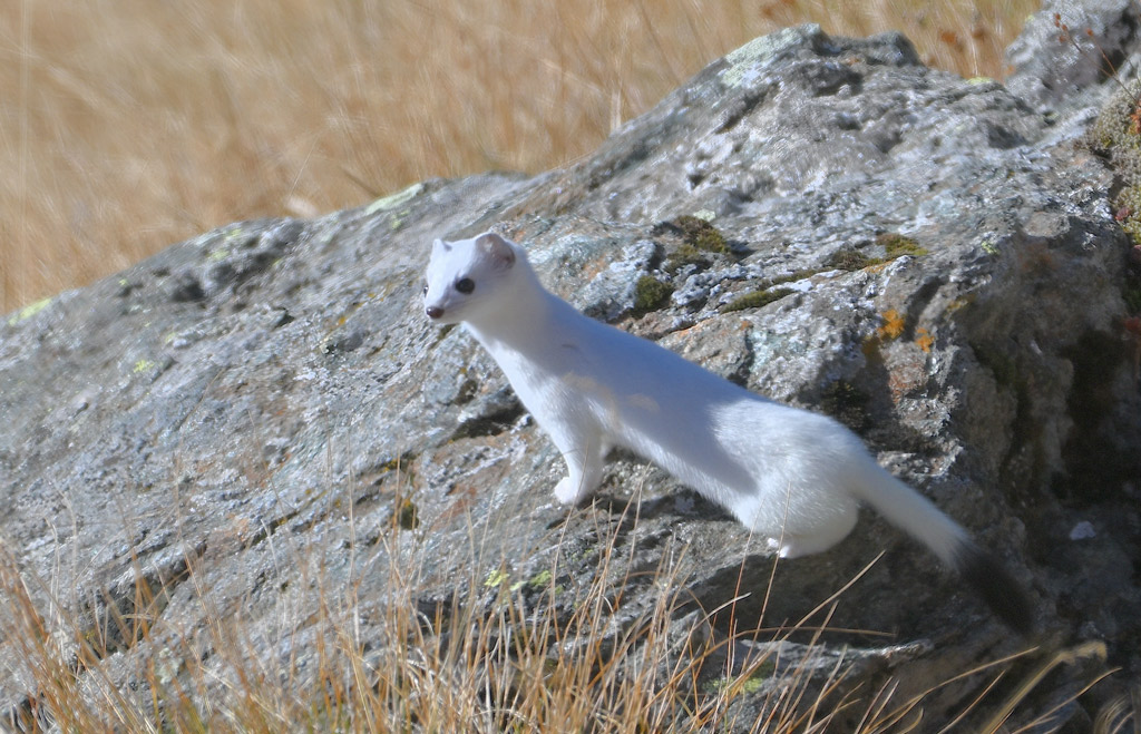 ZSC_0361.jpg