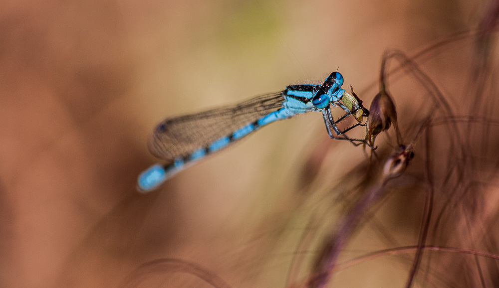 Demoiselle.jpg