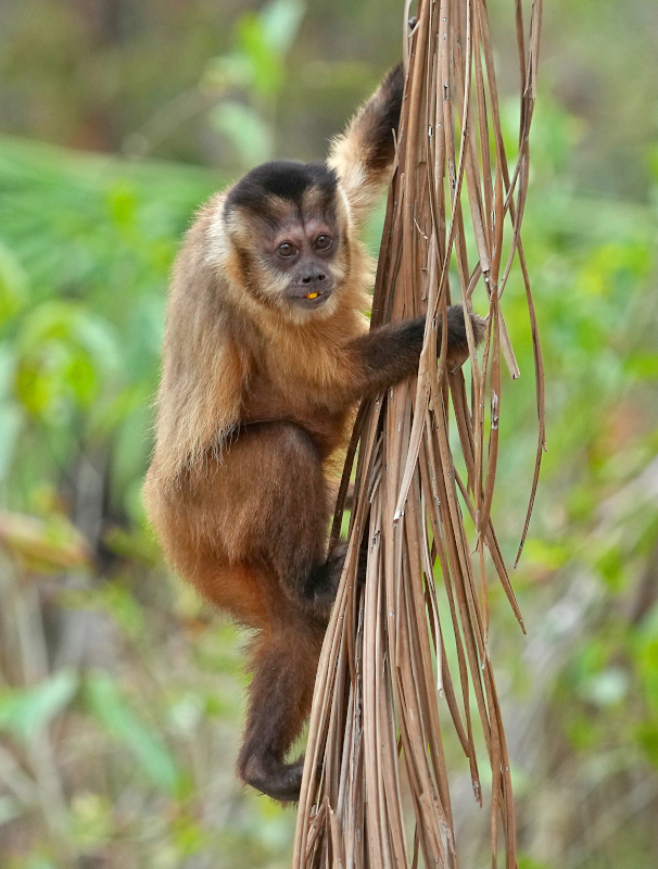 40 Singe capucin - Porto Jofre.JPG