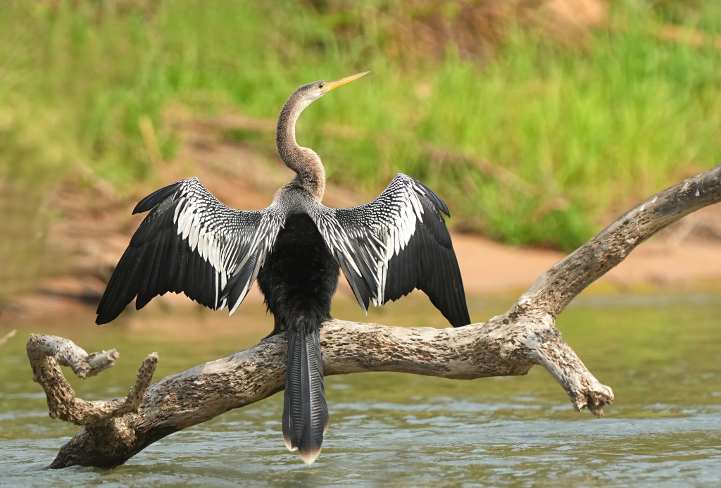 41Anhinga d'Amérique(t).JPG