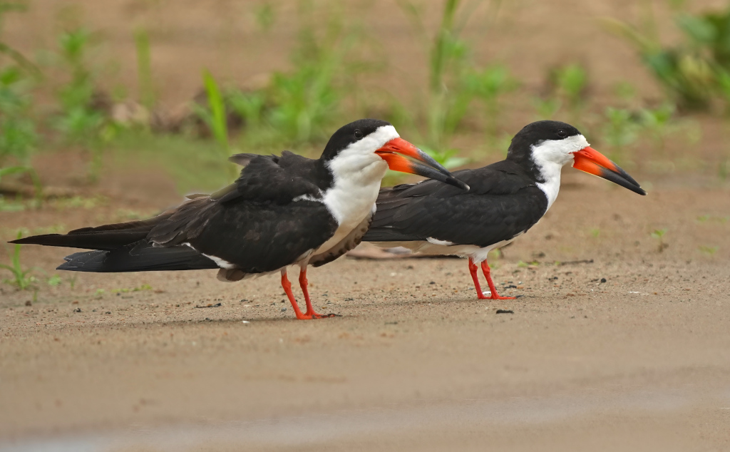42 Bec-en-ciseaux noir - Pantanal(t)-2.JPG