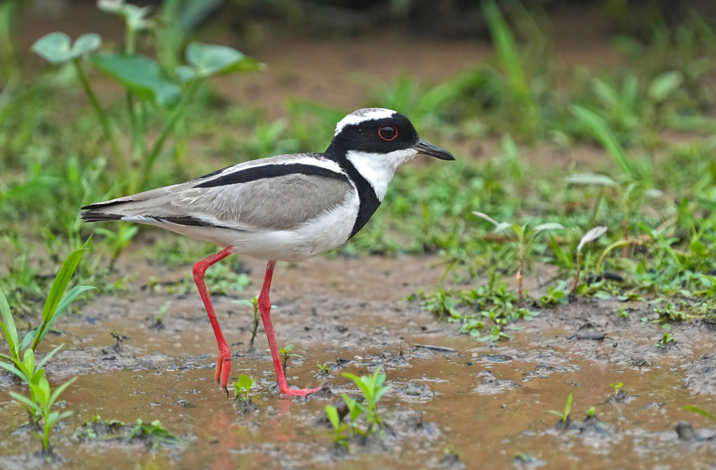 43Vanneau de Cayenne - Pantanal(t).JPG