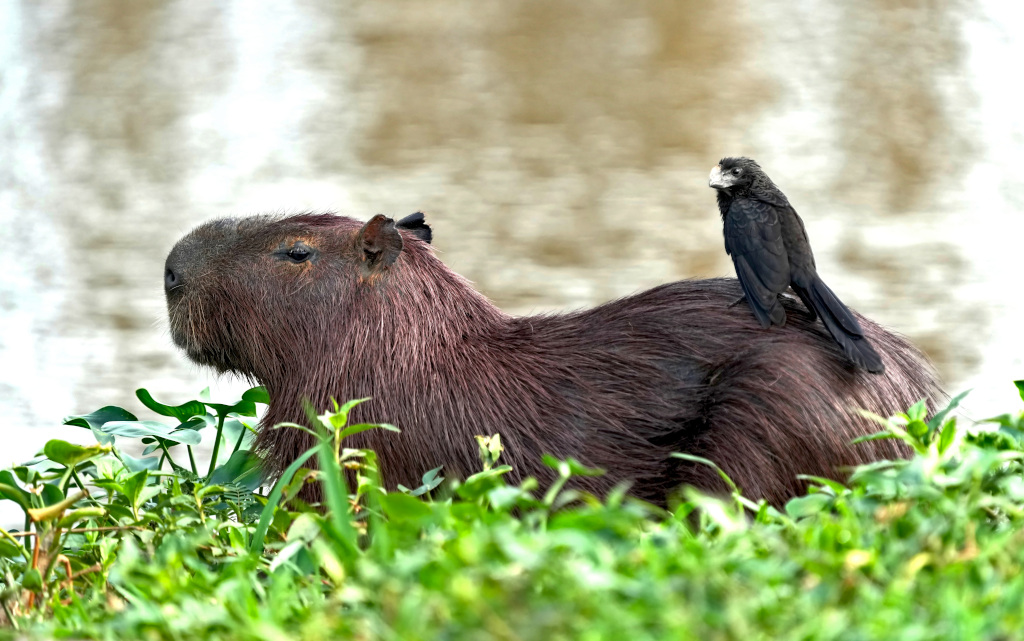 45 Capybara et Ani à bec lisse - pantanal(t).JPG