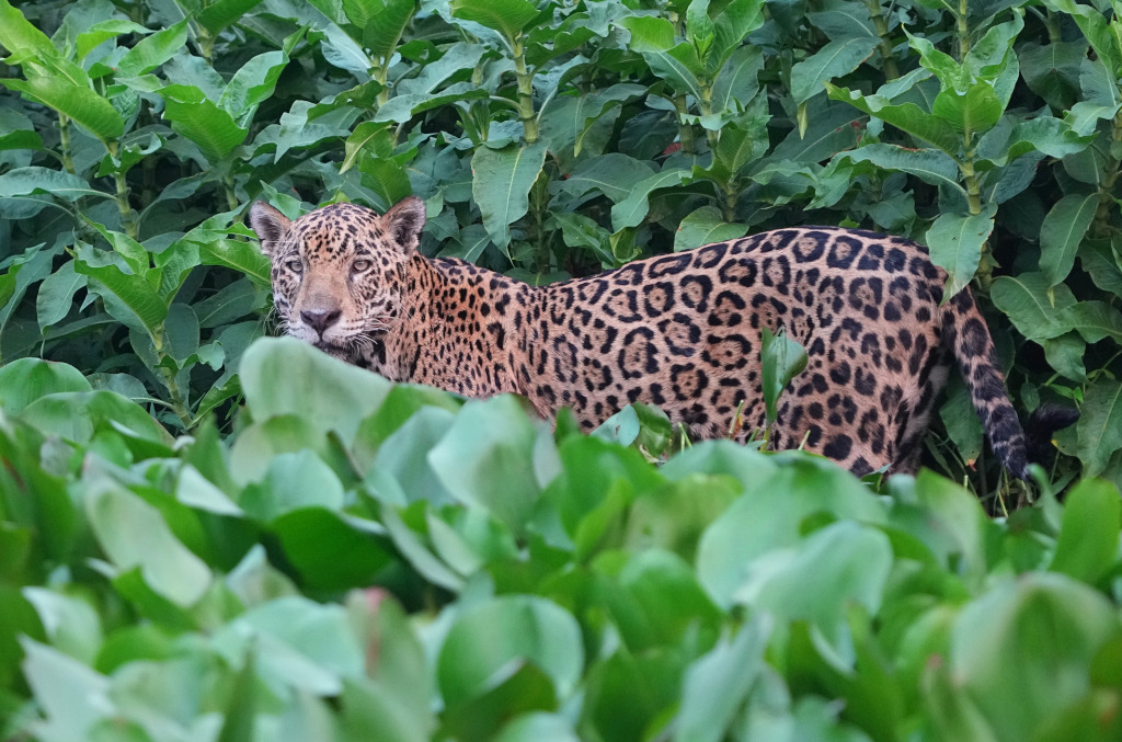 47 Jaguar femelle-pantanal.JPG
