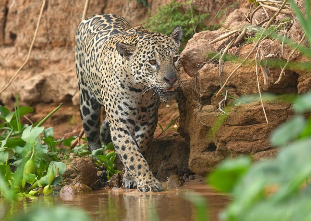 48 Jaguar en chasse(t).JPG