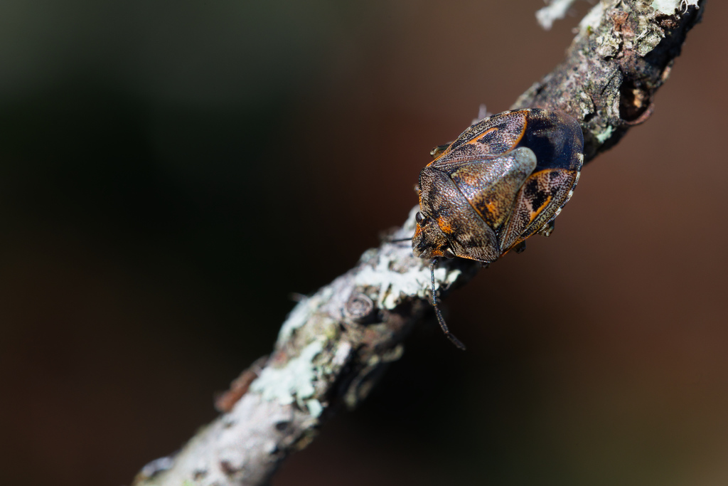 Holcogaster fibulata Chambolle1.jpg