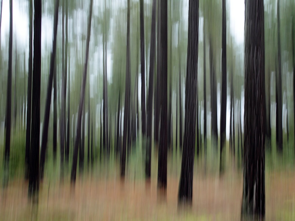 filé arbre-2.jpg