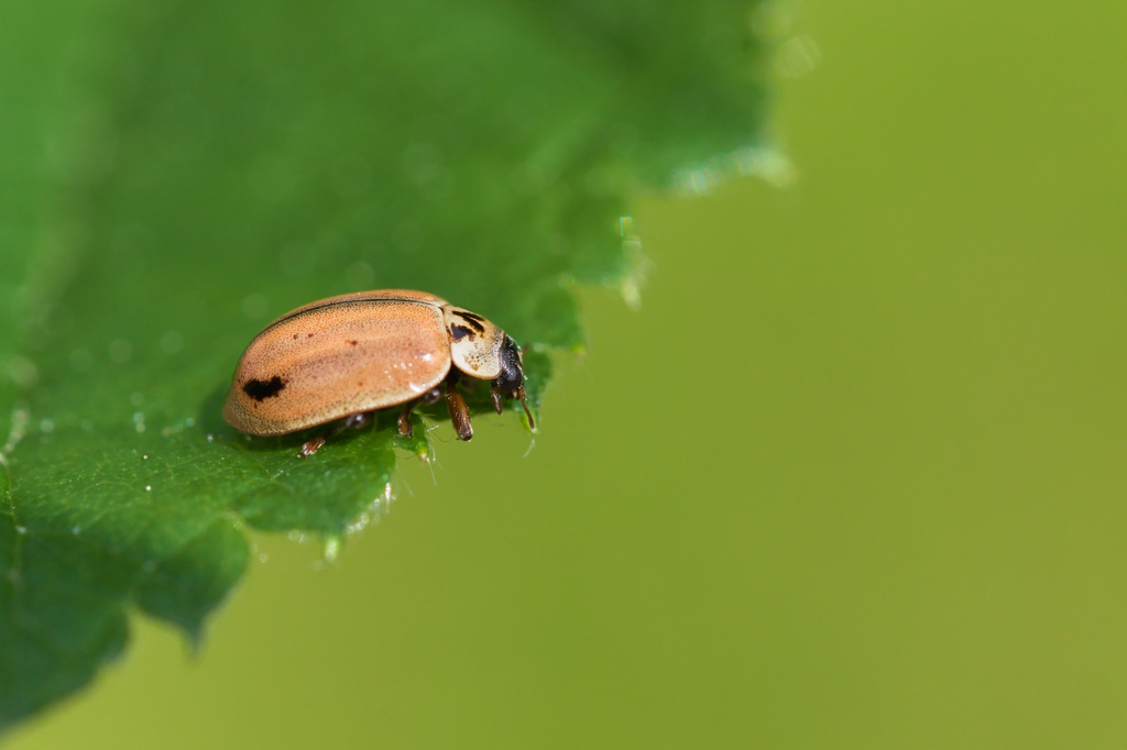 APhidecta obliterata2.jpg