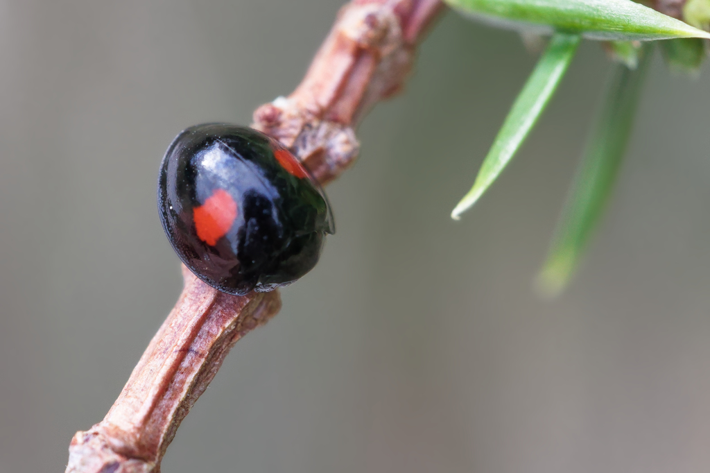 Chilocorus renipustulatus2.jpg