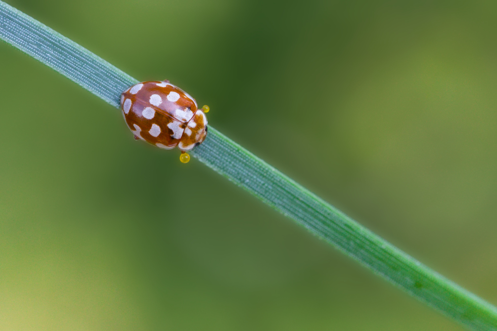 Cocc Pins1.jpg