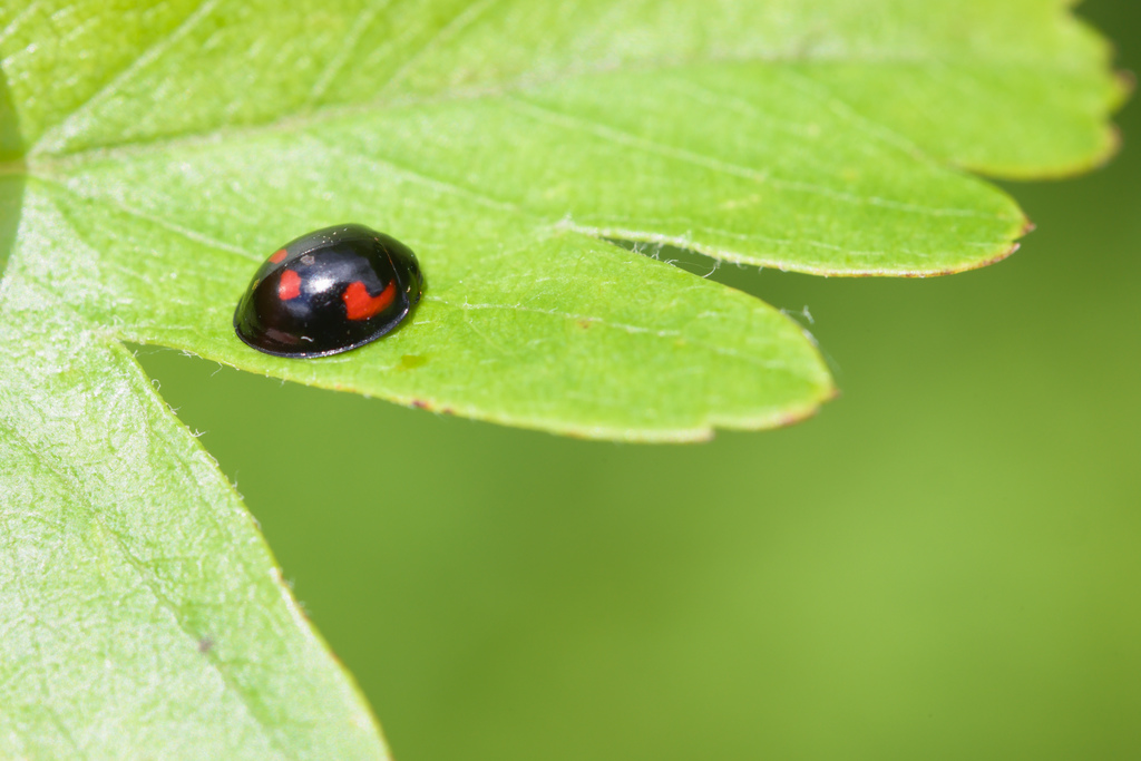 EXOCHOMUS QUadripustulatus.jpg