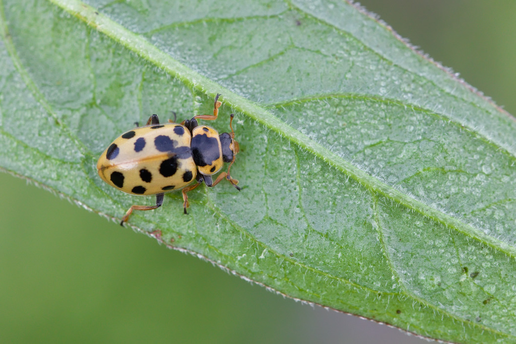 Coccinelle à 13 pts2.jpg
