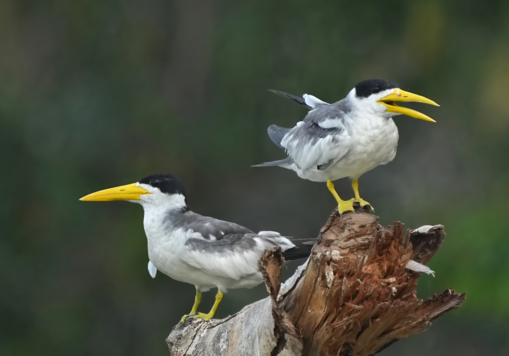 54Sterne à gros bec - Pantanal(t).JPG