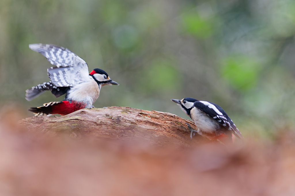DSC_0407_DxO.jpg