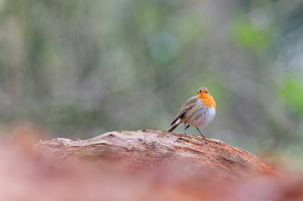DSC_9777_DxO.jpg