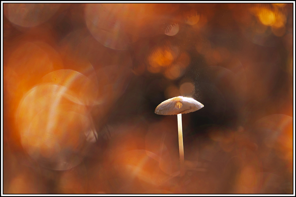 champignon(896)Collybie_radicante(Hymenopellis_radicata).jpg