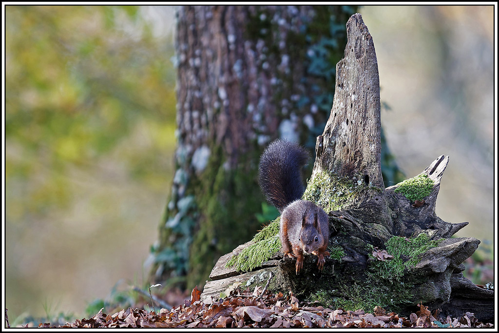 ecureuil_vulgaire(Sciurus_vulgaris)(6).jpg