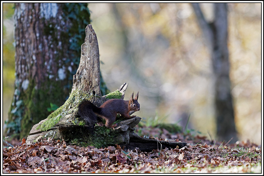 ecureuil_vulgaire(Sciurus_vulgaris)(10).jpg
