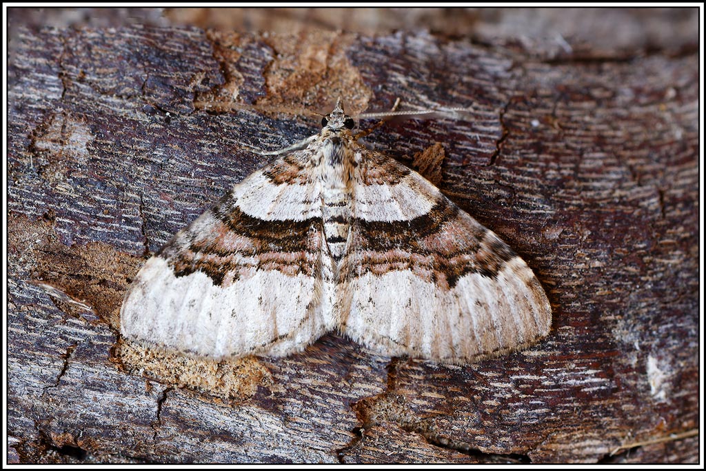 Désignée(Xanthorhoe_designata)(2_6).jpg