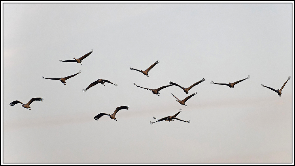 grue_cendree(1041).jpg