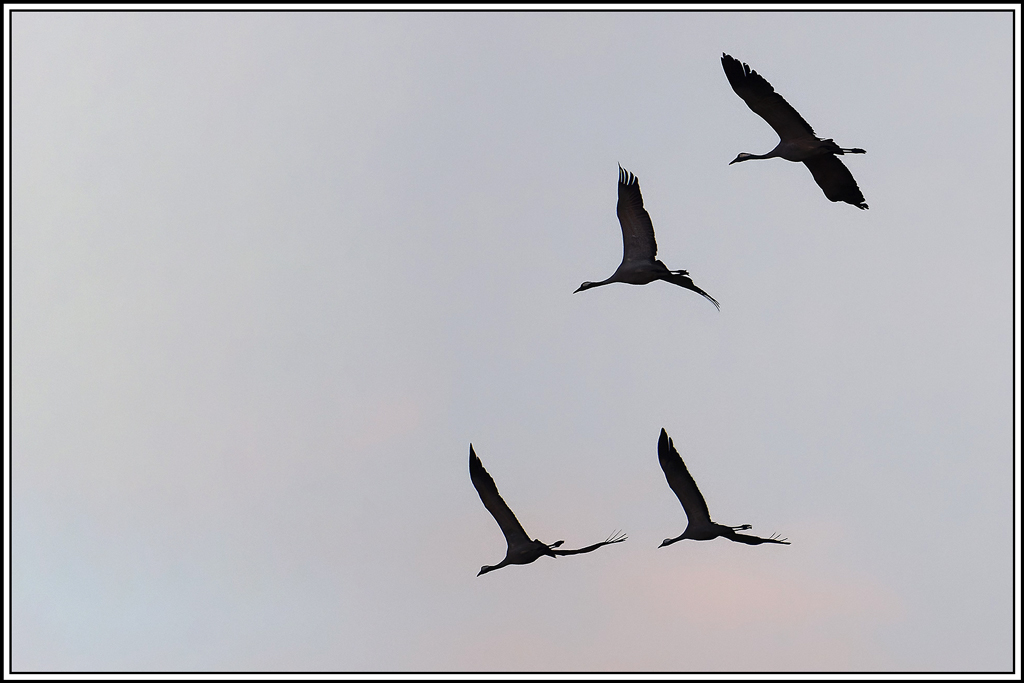 grue_cendree(1043).jpg