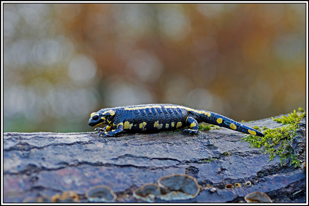salamandre(23_28).jpg