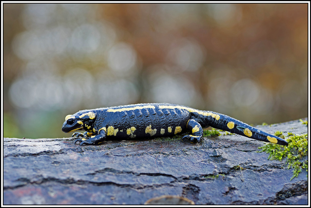 salamandre(37_41).jpg