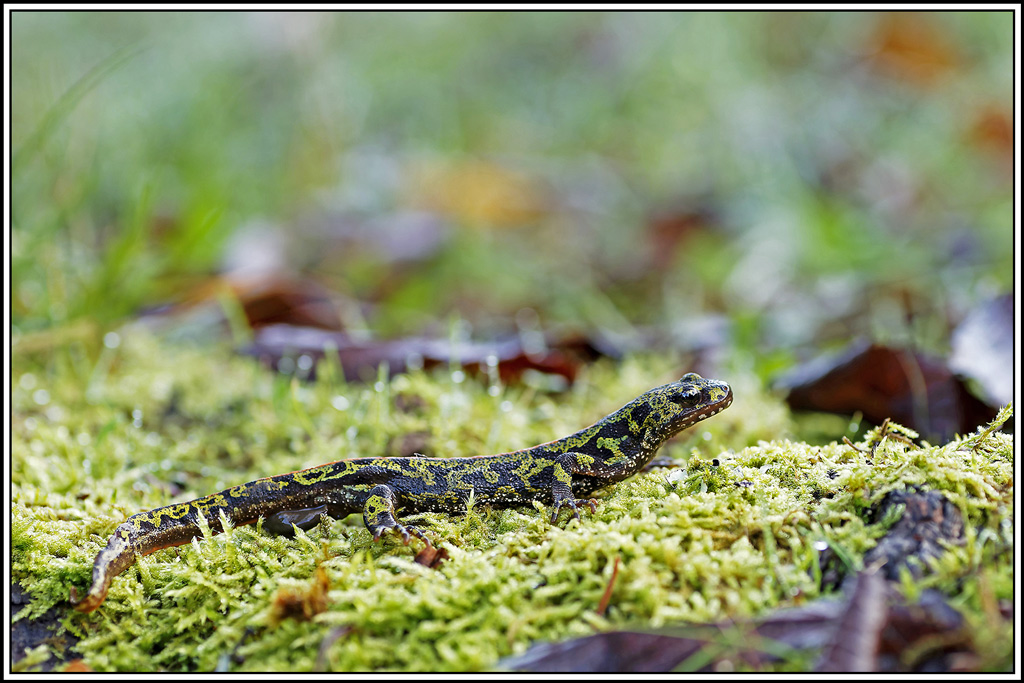 Triton_marbré(Triturus_marmoratus)(7).jpg
