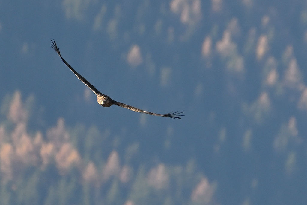 ZSC_0383.jpg
