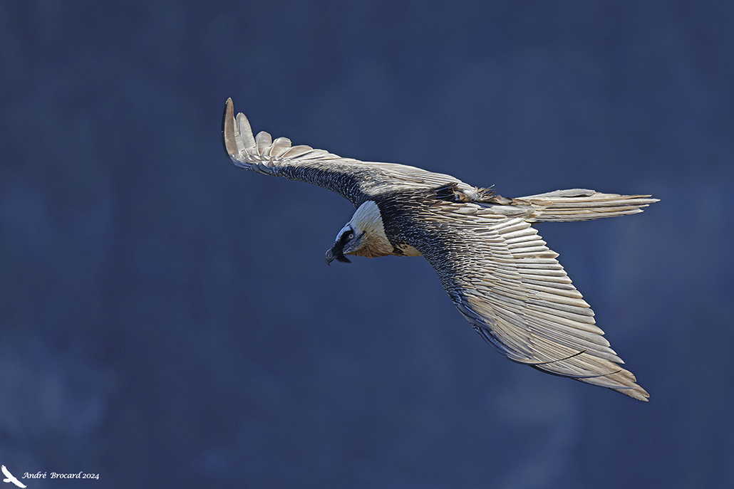 _D9A4678-CR3_DXO-ws.jpg