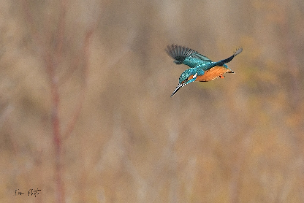 DSC_6604IN.jpg