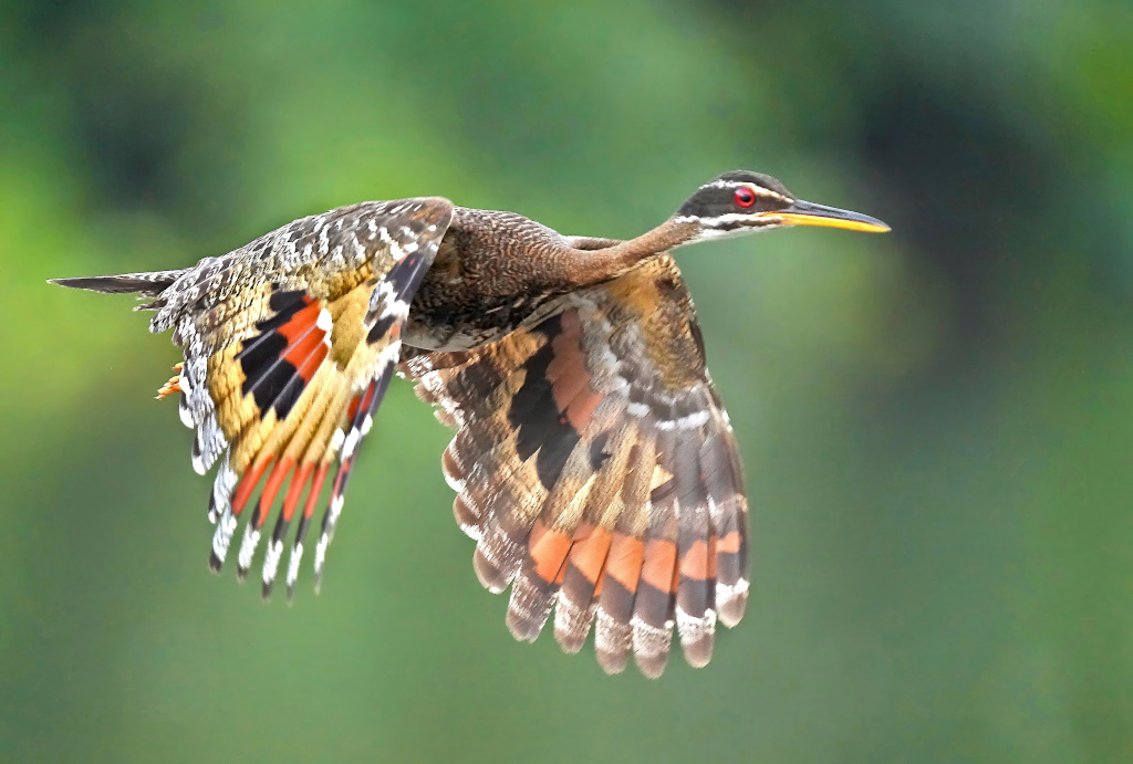61Caurale soleil - Pantanal(t).JPG