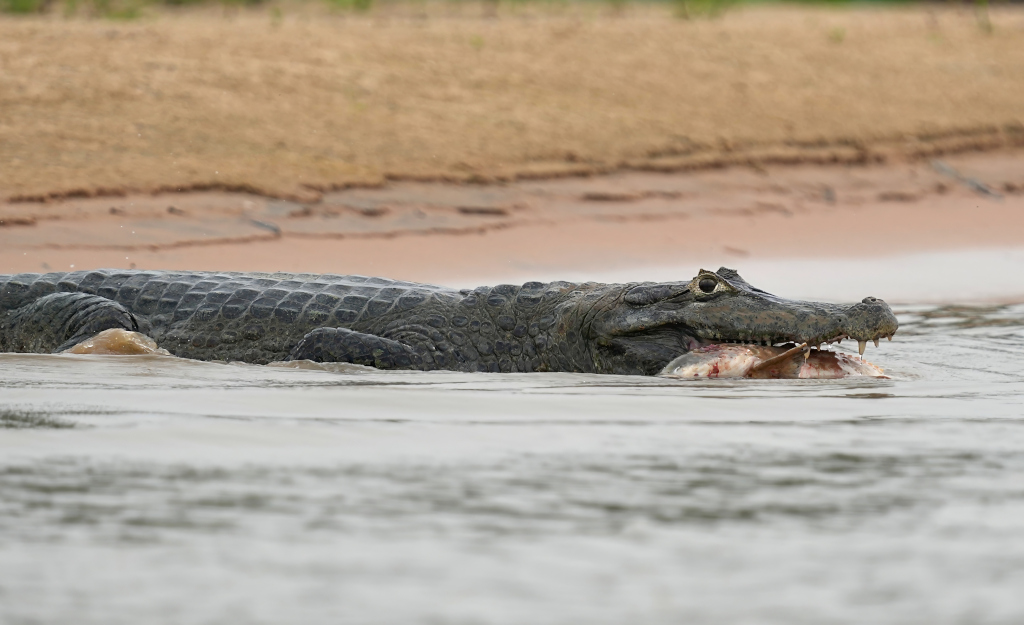 64Caiman avec big fish - Pantanal(t).JPG