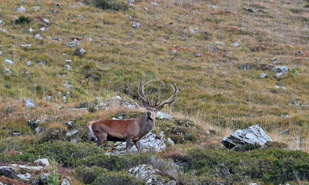 ZSC_9700.jpg