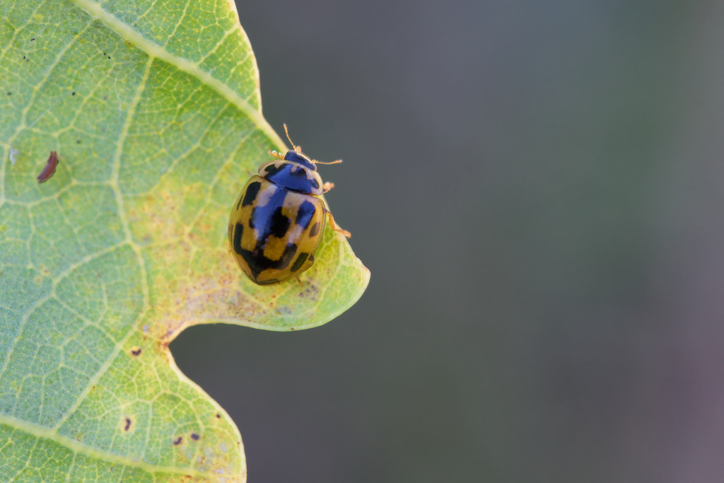 propylea cocc damiers1.jpg
