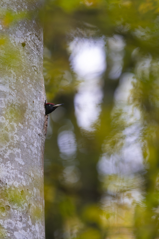 _DSC3686-Avec accentuation-Bruit.jpg