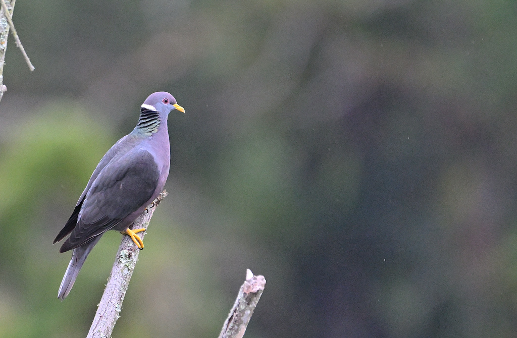 ZSC_6614.jpg