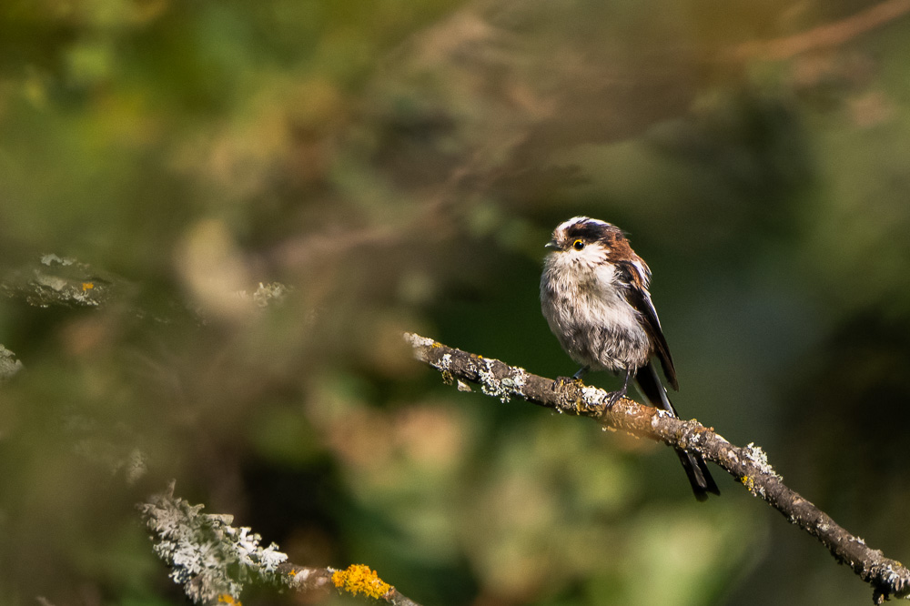 Mesange longue queue-42.jpg