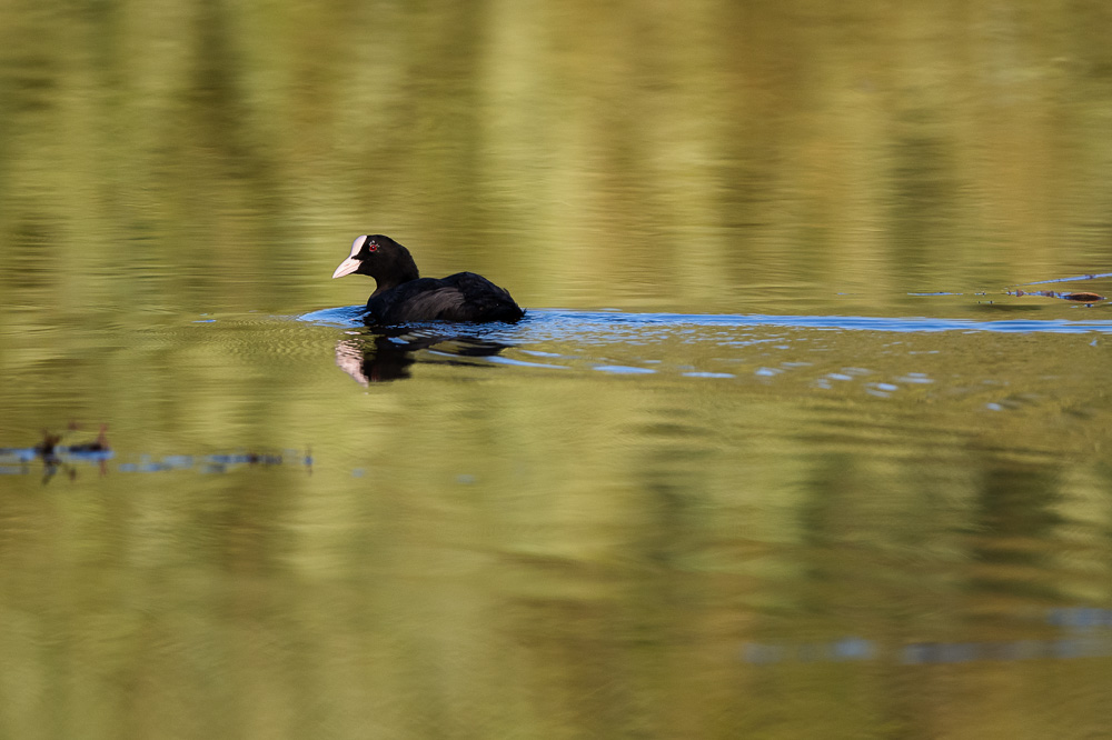 Foulque 2024_11.jpg