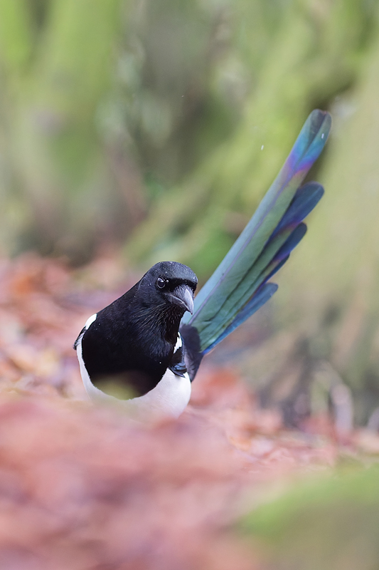 DSC_5633_DxO.jpg